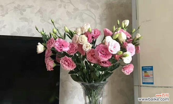 深入解读桔梗花的寓意与传统象征 桔梗花的象征意义与文化内涵