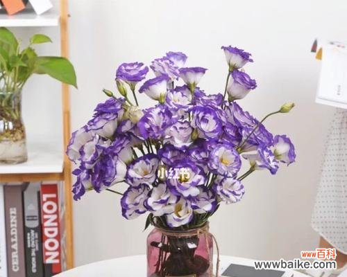 探寻桔梗花的花语和象征，揭示自由与勇气的真谛 桔梗花语与象征