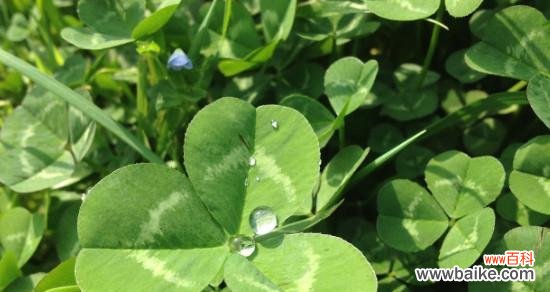 解读四叶草在不同文化中的意义与神秘的起源 四叶草的象征意义与传说