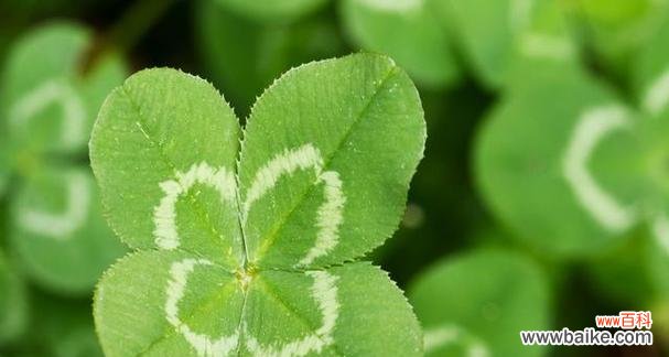解读四叶草在不同文化中的意义与神秘的起源 四叶草的象征意义与传说