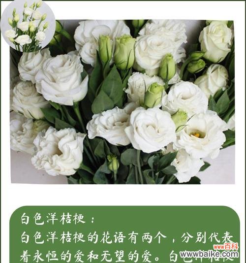 探索桔梗花所代表的情感和象征 桔梗花的花语和寓意