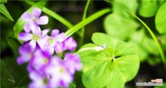 幸运与希望的象征——四叶草的由来和意义 四叶草的含义与象征