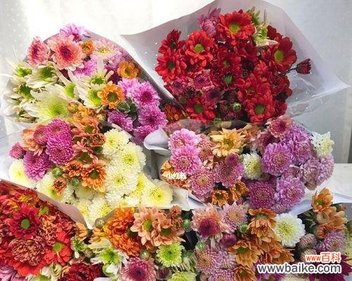 绽放在花海中的生命之语 雏菊花语之色彩奇观