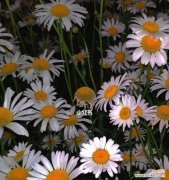 绽放在花海中的生命之语 雏菊花语之色彩奇观