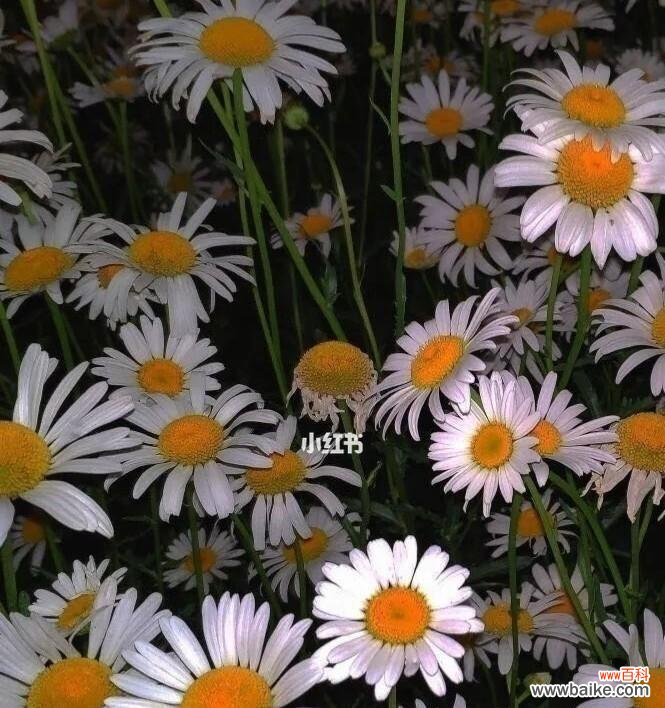 绽放在花海中的生命之语 雏菊花语之色彩奇观