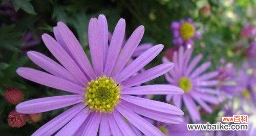 绽放在花海中的生命之语 雏菊花语之色彩奇观