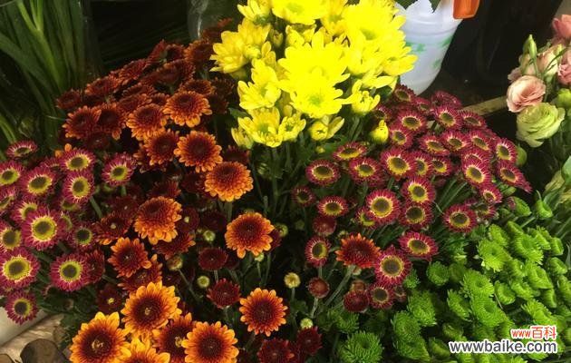 探寻小雏菊的深层含义 小雏菊的寓意与人生哲理