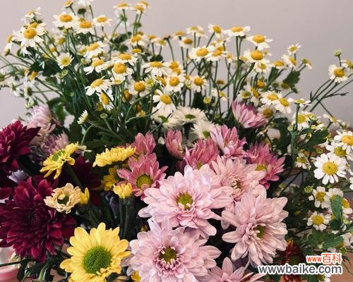 探索雏菊花所代表的情感和价值观 雏菊花的含义与象征