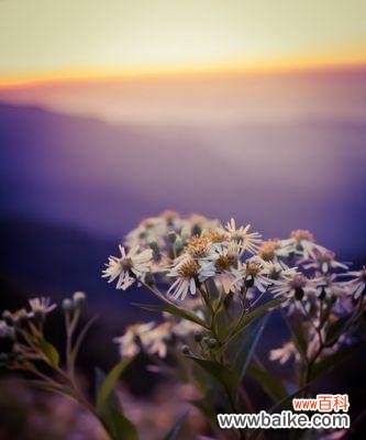 探索雏菊花所代表的情感和价值观 雏菊花的含义与象征