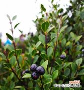 寓意深远的楠木之王 赤楠——坚韧生命的象征