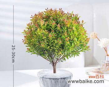 揭开赤楠背后的象征与寓意之谜 赤楠代表意思的探索与解读