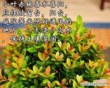 揭开赤楠背后的象征与寓意之谜 赤楠代表意思的探索与解读