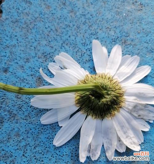 揭示雏菊花朵所代表的意思与寓意 雏菊的花语与象征意义