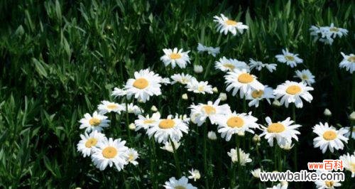 以色彩为媒介 不同颜色雏菊的花语