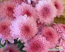 以色彩为媒介 不同颜色雏菊的花语