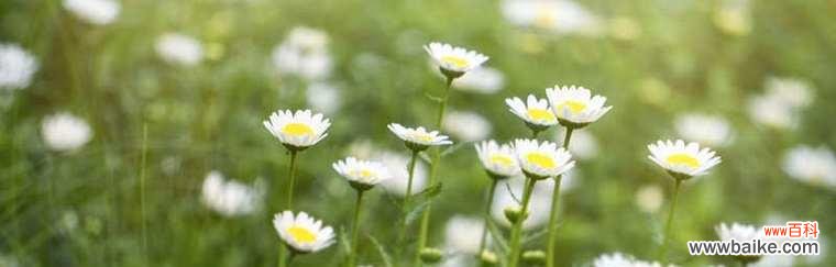 以色彩为媒介 不同颜色雏菊的花语