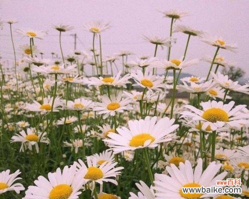 传递爱与勇气的小小使者 雏菊花