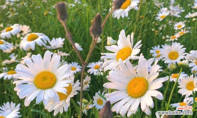 传递爱与勇气的小小使者 雏菊花