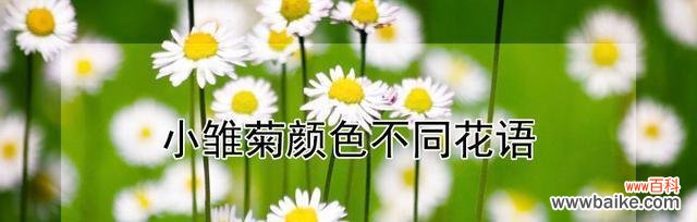 传递爱与勇气的小小使者 雏菊花