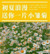 探寻雏菊花语的深层含义 雏菊花语与人生的启示