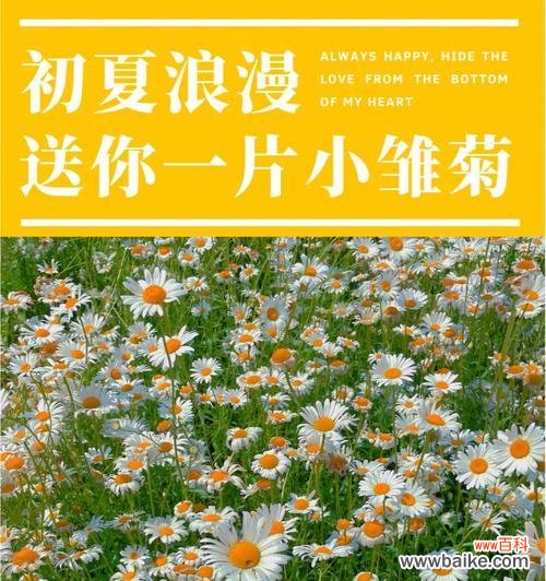 探寻雏菊花语的深层含义 雏菊花语与人生的启示