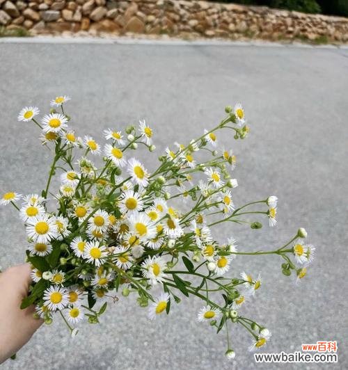 探寻雏菊花语的深层含义 雏菊花语与人生的启示