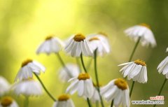 探寻雏菊花的含义与象征性 雏菊花的寓意与象征
