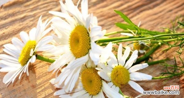 探索雏菊花的美丽传统及文化内涵 雏菊花的象征意义与传承