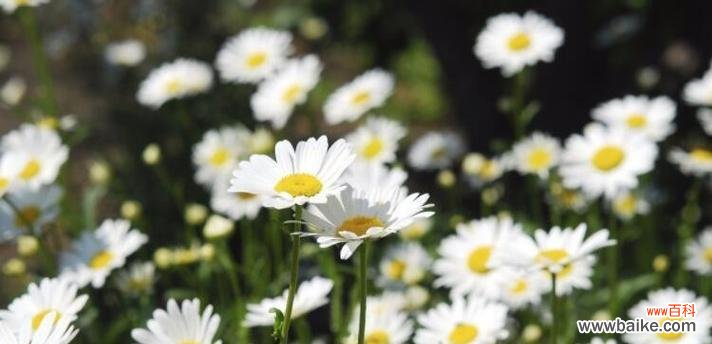 探索雏菊花的美丽传统及文化内涵 雏菊花的象征意义与传承