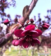 以垂丝海棠花语为主题 垂丝海棠，花香满园