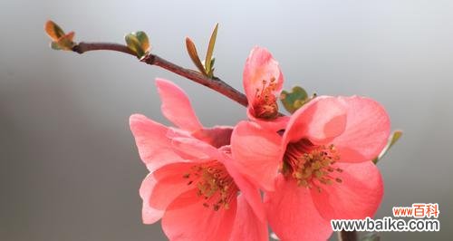 春日花香 春天花开盛景,绽放美丽人生