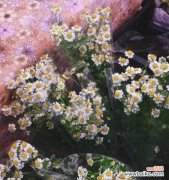 点燃内心的阳光 雏菊花语，传递着无尽的温暖与希望