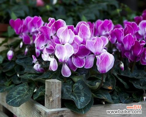 传承的希望 春节花卉的美丽与寓意