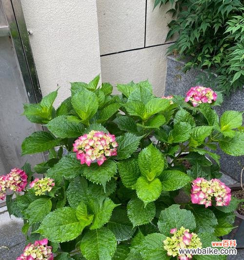 三个颜色的花寓意是什么？它们各自代表了什么？