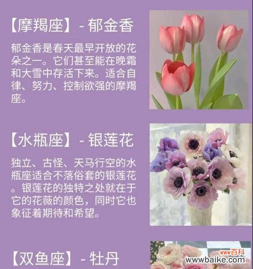 三个颜色的花寓意是什么？它们各自代表了什么？
