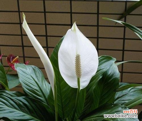 脚上戴的花寓意好运是什么?