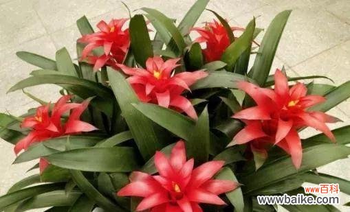 脚上戴的花寓意好运是什么?