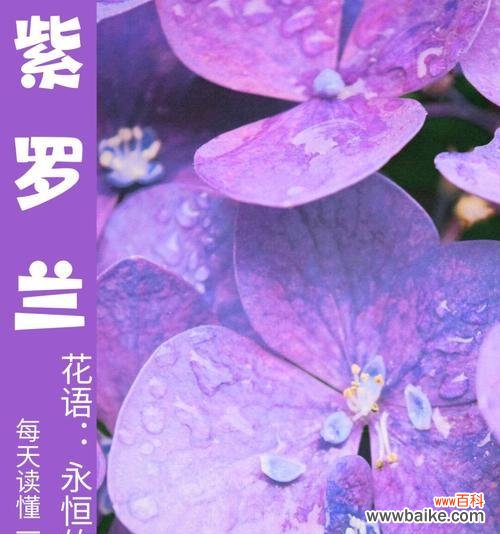 紫罗兰淡色花语代表什么?