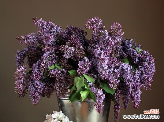 紫罗兰淡色花语代表什么?