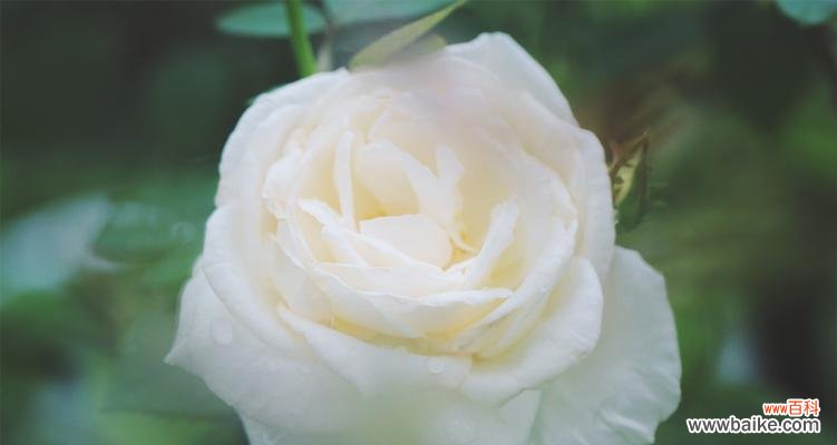 白色的花寓意是什么?白色花卉在不同场合的象征意义?