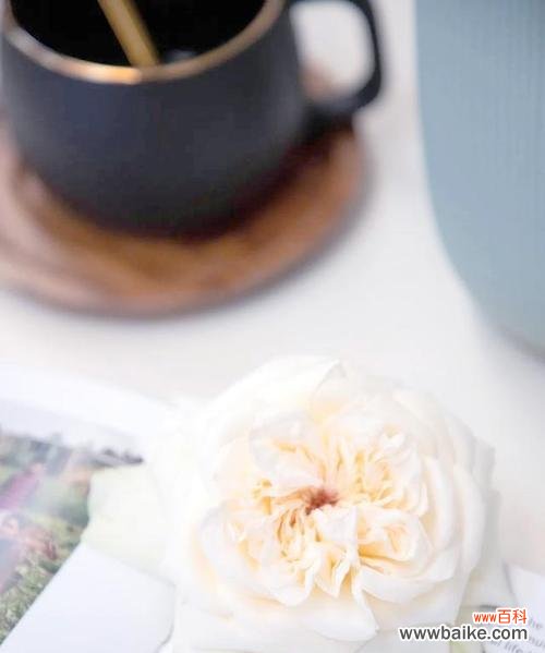 中秋节送玫瑰花有何特别寓意?