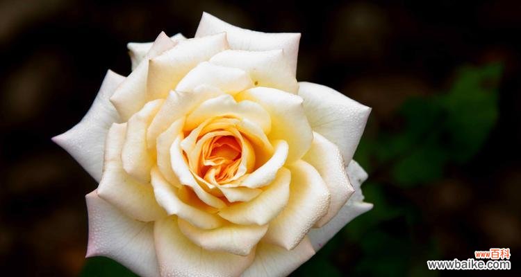 白色月季花象征着什么?