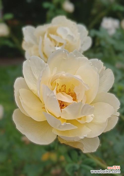 白色月季花象征着什么?