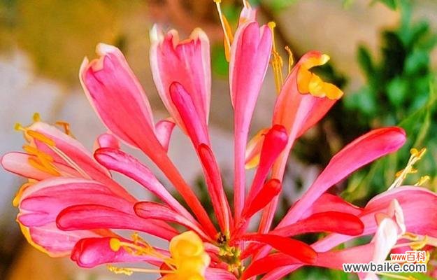 哪些花象征爱情和幸福？爱情幸福花的种类有哪些？