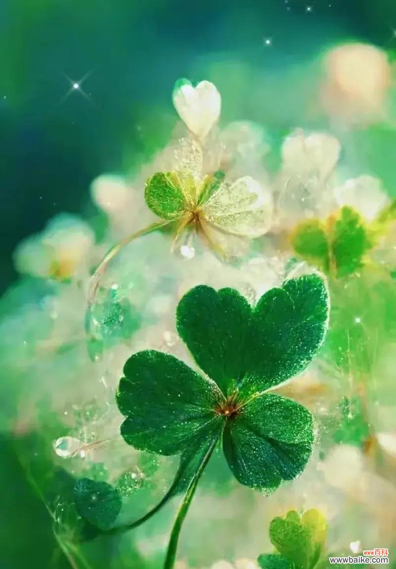 寻找幸运的奇迹——四叶草花语的意义和神秘传说 四叶草的花语与传说