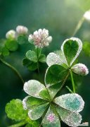 探寻四叶草爱情之谜 四叶草花语浪漫无限