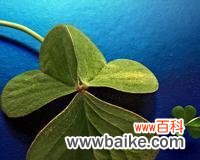 四叶草的象征与寓意 四叶草的神奇之谜