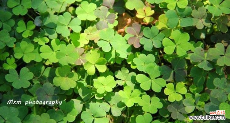 四叶草的象征与寓意 四叶草的神奇之谜