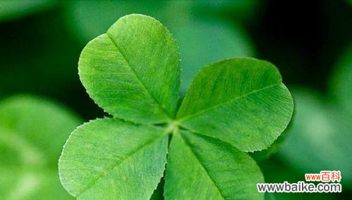 揭开四叶草的神秘面纱 四叶草的花语与传说