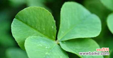 揭开四叶草的神秘面纱 四叶草的花语与传说